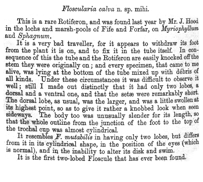 Collotheca calva - Original description image