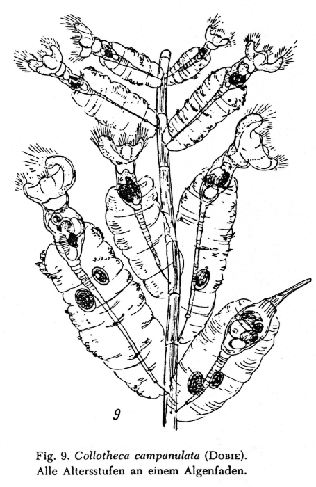 Collotheca campanulata Collotheca campanulata