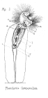 Collotheca campanulata