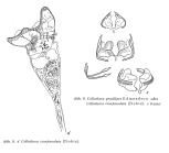 Collotheca campanulata