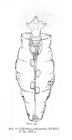 Collotheca campanulata