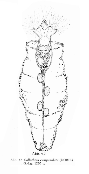 Collotheca campanulata Collotheca campanulata