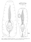 Collotheca campanulata