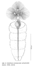 Collotheca campanulata