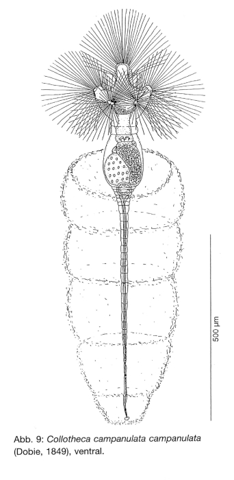Collotheca campanulata Collotheca campanulata