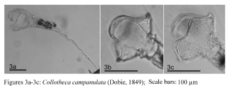 Collotheca campanulata