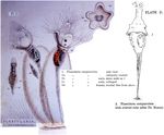 Collotheca campanulata