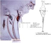 Collotheca campanulata