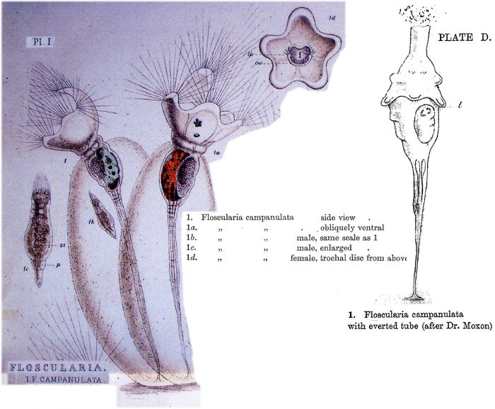 Collotheca campanulata Collotheca campanulata