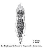 Collotheca campanulata