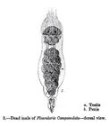 Collotheca campanulata