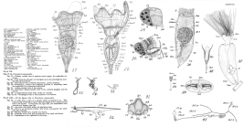 Collotheca campanulata