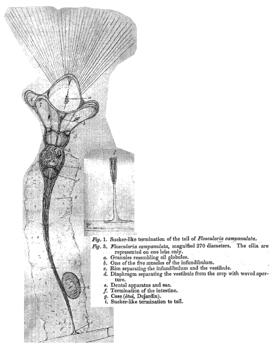 Collotheca campanulata - Original description image