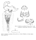 Collotheca campanulata var. gracilipes