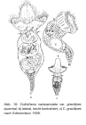 Collotheca campanulata var. gracilipes
