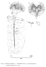 Collotheca campanulata var. gracilipes