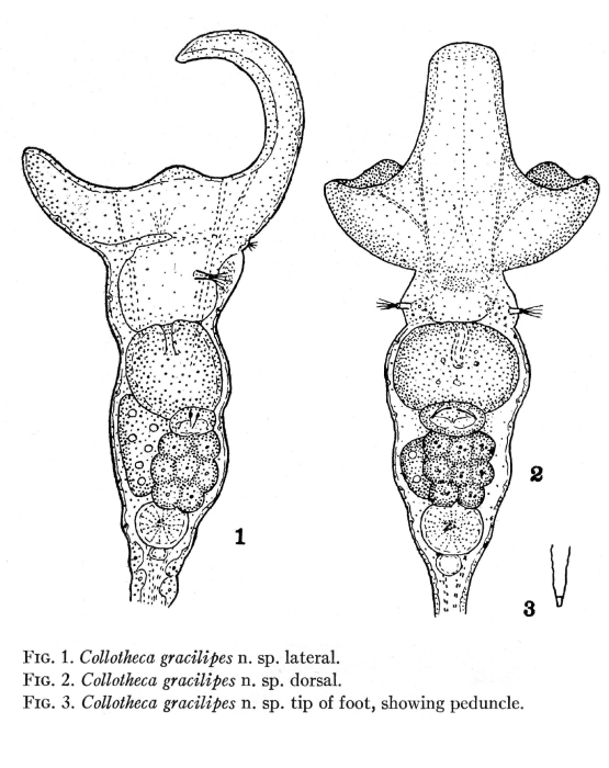 Collotheca campanulata var. gracilipes - Original description image