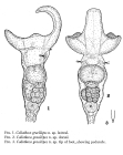 Collotheca campanulata var. gracilipes