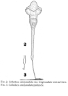 Collotheca campanulata var. longicaudata