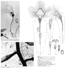 Collotheca campanulata var. longicaudata