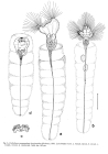Collotheca campanulata var. longicaudata