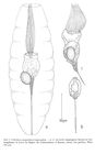 Collotheca campanulata var. longicaudata