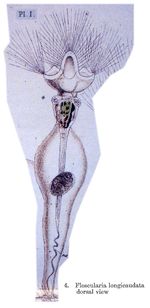 Collotheca campanulata var. longicaudata