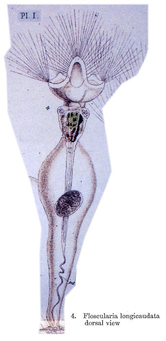 Collotheca campanulata var. longicaudata Collotheca campanulata var. longicaudata