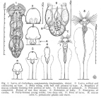 Collotheca campanulata var. longicaudata