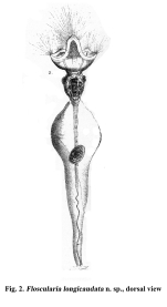 Collotheca campanulata var. longicaudata - Original description image