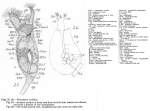 Collotheca conklini