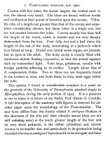 Collotheca conklini - Original description image