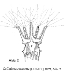 Collotheca coronetta