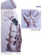 Collotheca coronetta