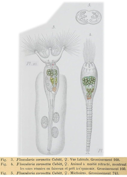 Collotheca coronetta