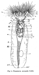Collotheca coronetta