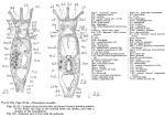 Collotheca coronetta