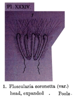 Collotheca coronetta