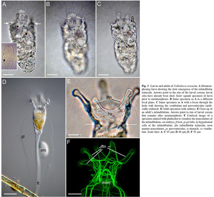 Collotheca coronetta