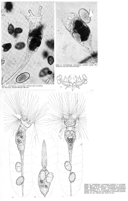 Collotheca coronetta var. weberi
