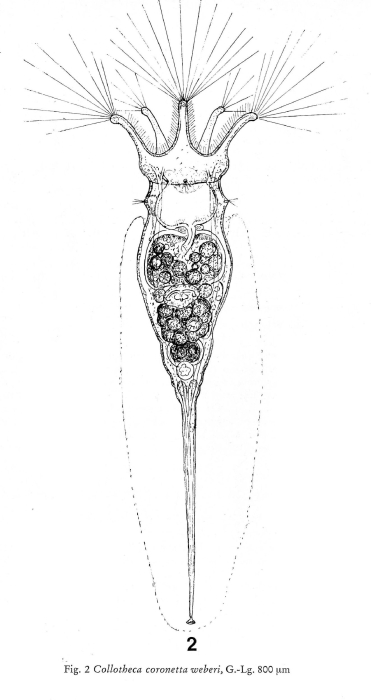 Collotheca coronetta var. weberi