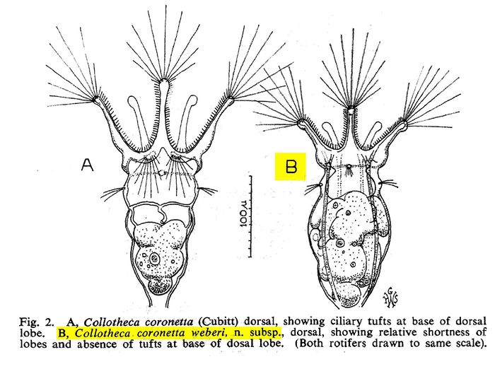 Collotheca coronetta var. weberi - Original description image