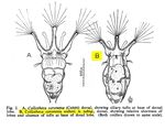 Collotheca coronetta var. weberi