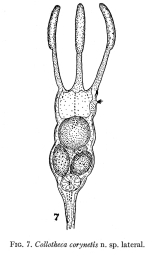 Collotheca corynetis - Original description image