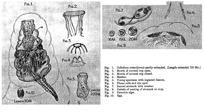 Collotheca crateriformis - Original description image