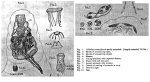 Collotheca crateriformis