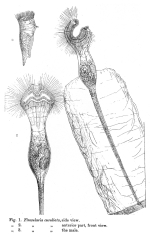 Collotheca cucullata - Original description image
