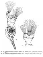 Collotheca cucullata smolandica - Original description image