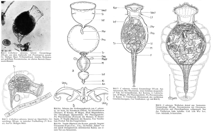 Collotheca edentata