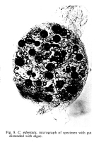 Collotheca edentata